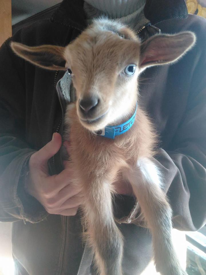 nigerian dwarf goats blue eyes
